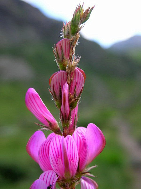 Onobrychis montana / Lupinella montana